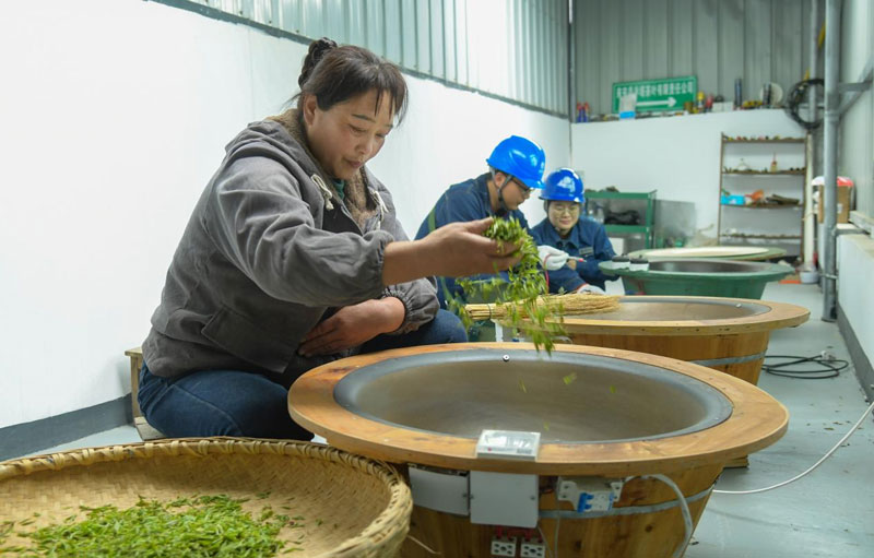 国网滁州供电公司员工对茶企设备开展用电检查。徐斌摄