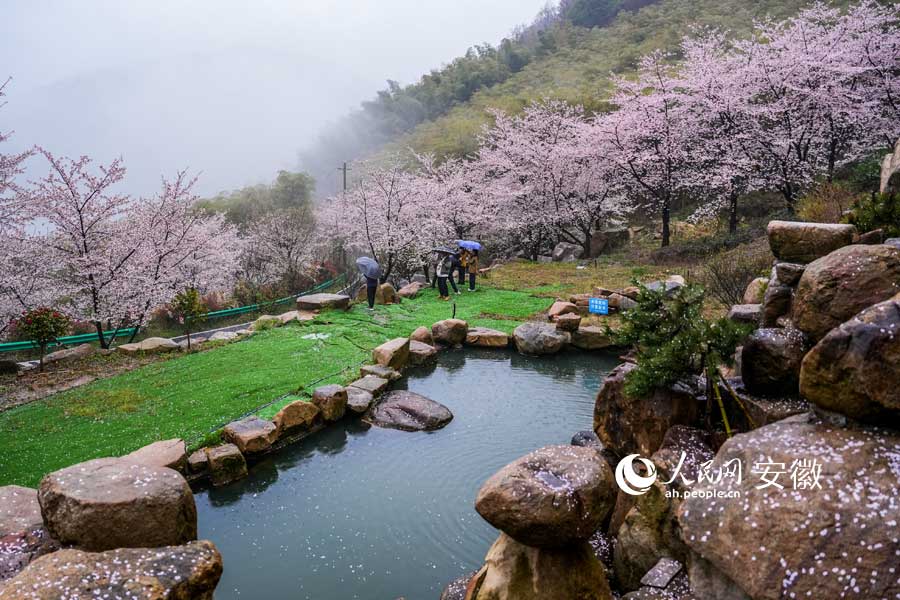 广德牛山樱花盛开，游客在春雨中赏花。人民网记者 苗子健摄 