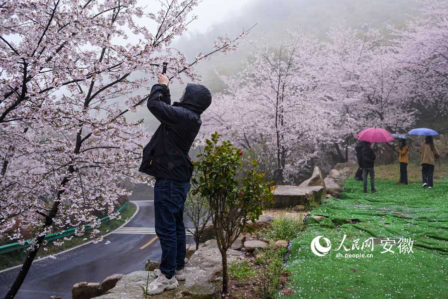 广德牛山樱花盛开，游客在春雨中赏花。人民网记者 苗子健摄 