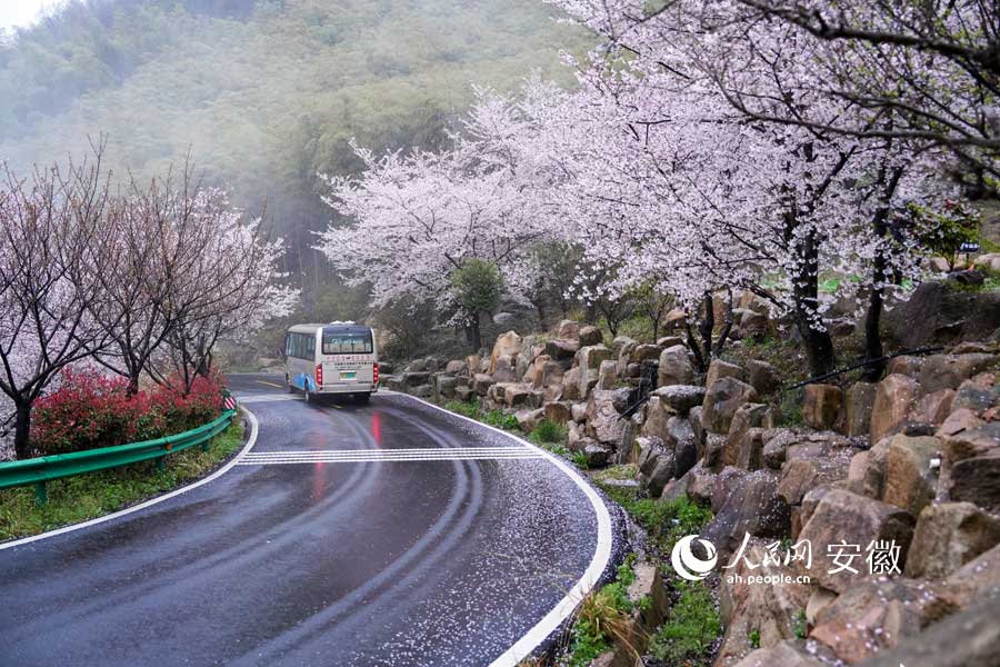 广德牛山樱花盛开，游客在春雨中赏花。人民网记者 苗子健摄 