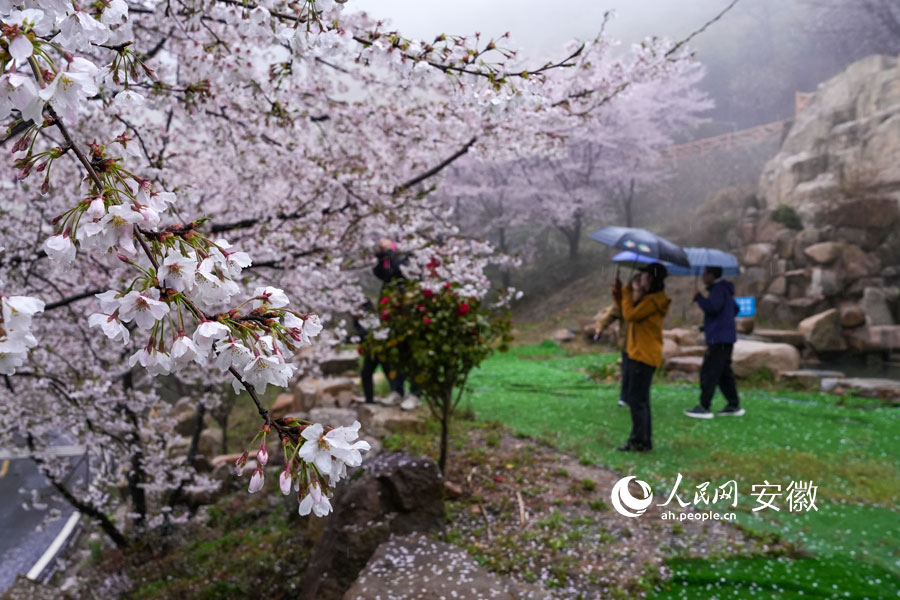广德牛山樱花盛开，游客在春雨中赏花。人民网记者 苗子健摄 