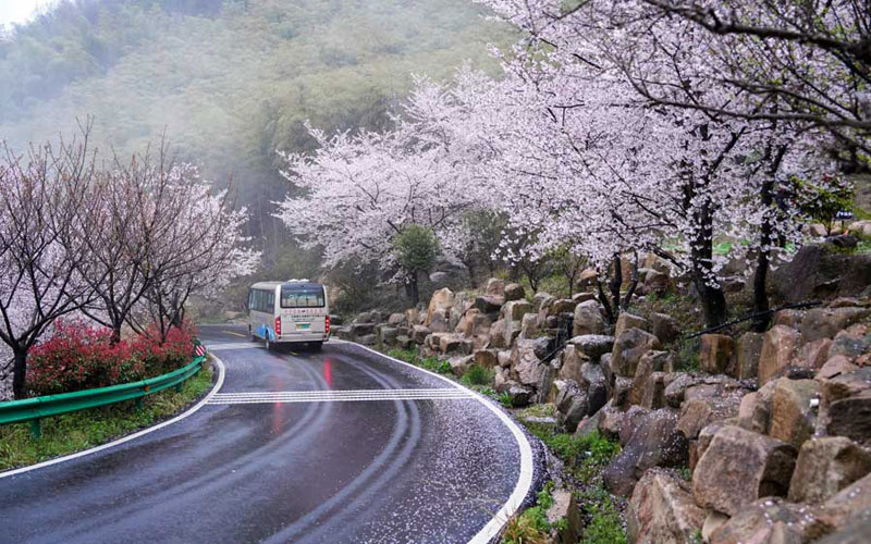 春游江淮請您來丨廣德牛山櫻花開