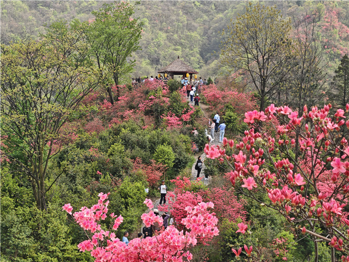 杜鹃岭。金寨县文旅体局供图