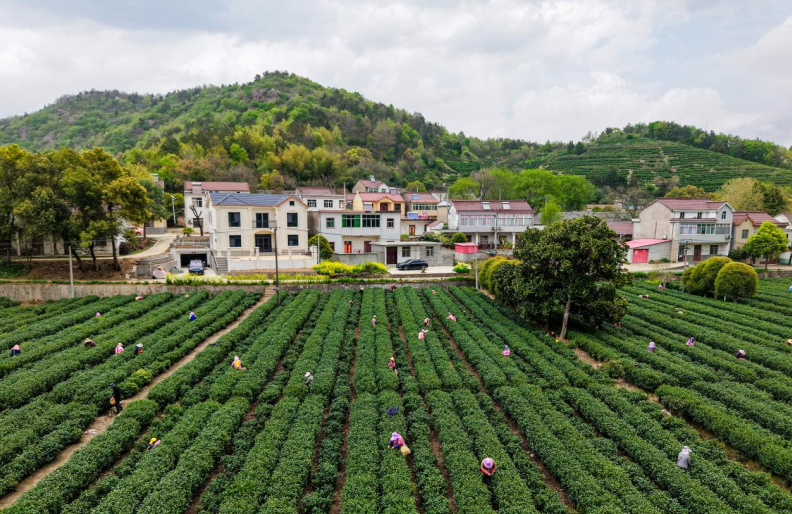 村民抓緊晴好天氣採摘明前茶