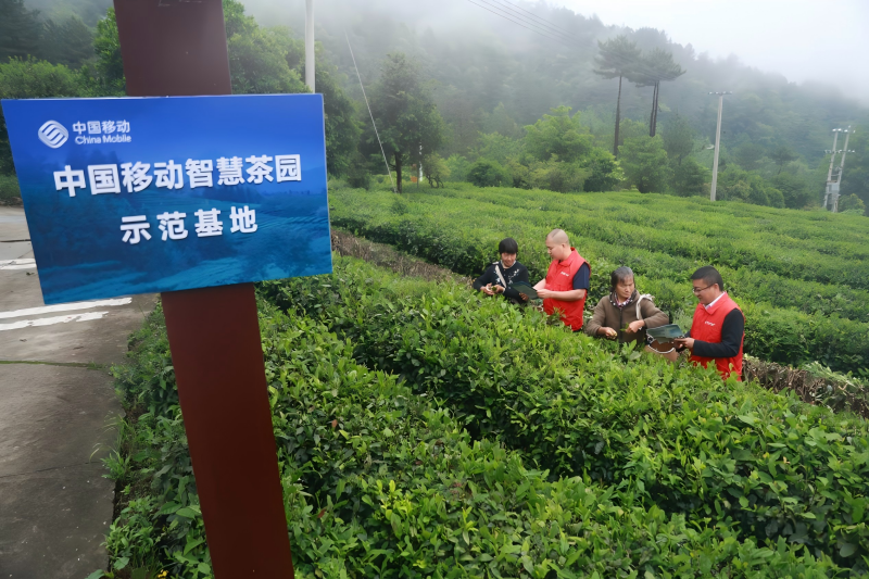 中國移動智慧茶園示范基地。安徽移動供圖