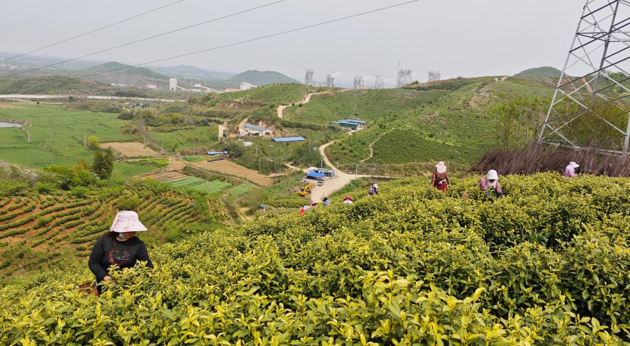 采茶现场。