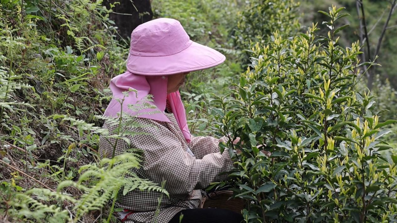采茶。周晶晶摄