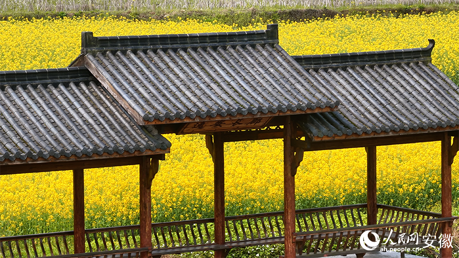 金色花海，美不胜收。人民网 郭昊摄