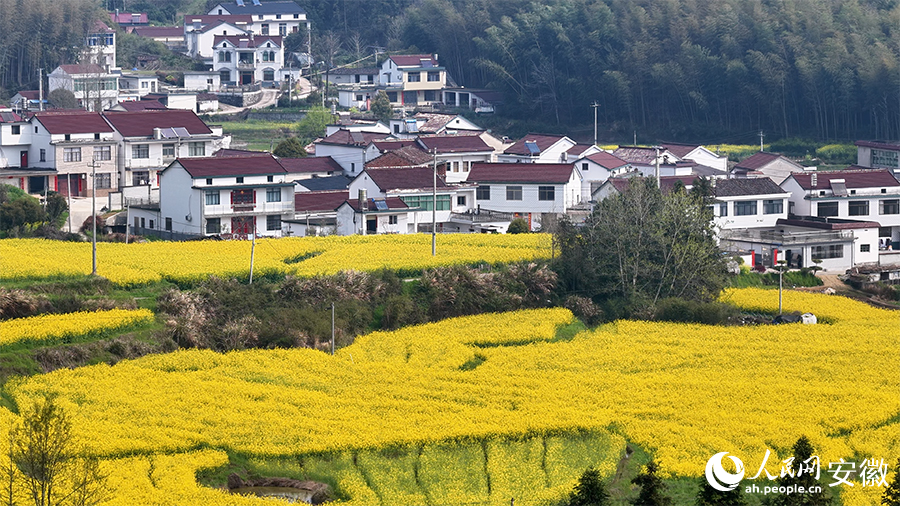 油菜花海与民居同框。人民网 郭昊摄