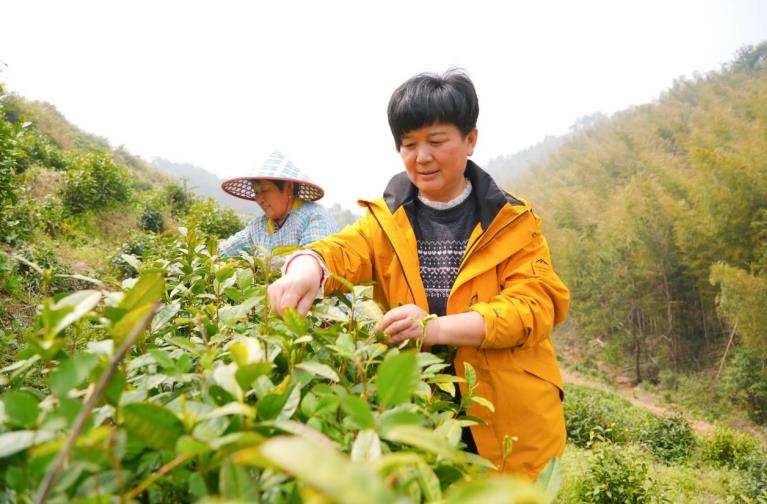 周美霞与采茶工一起采茶。