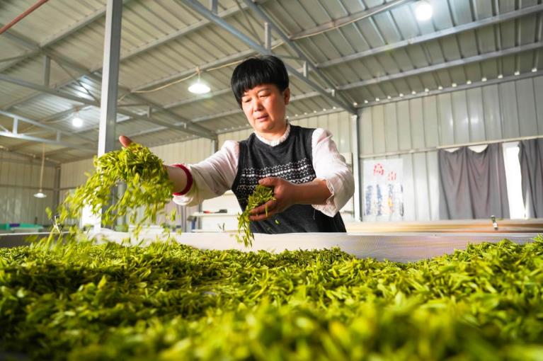 周美霞在摊晾茶叶。