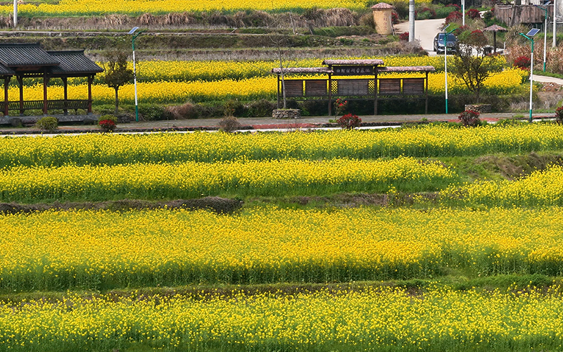 池州青阳：油菜花开 春景如画