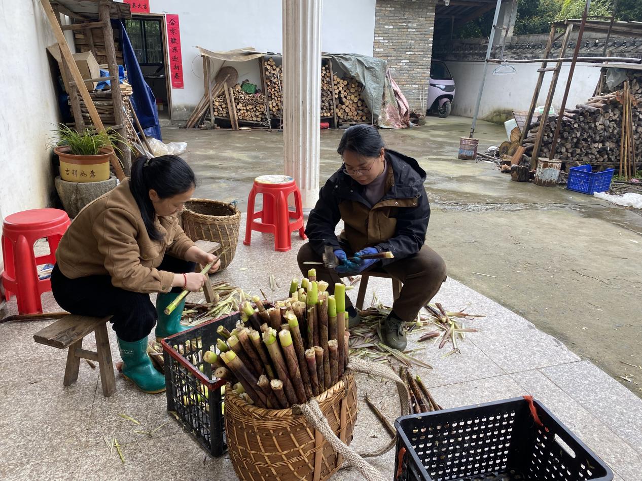 村民進行筍干加工。