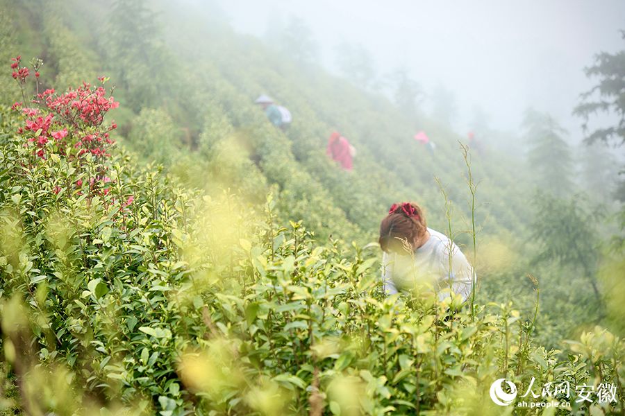 花红茶绿又一春。人民网记者 陶涛摄