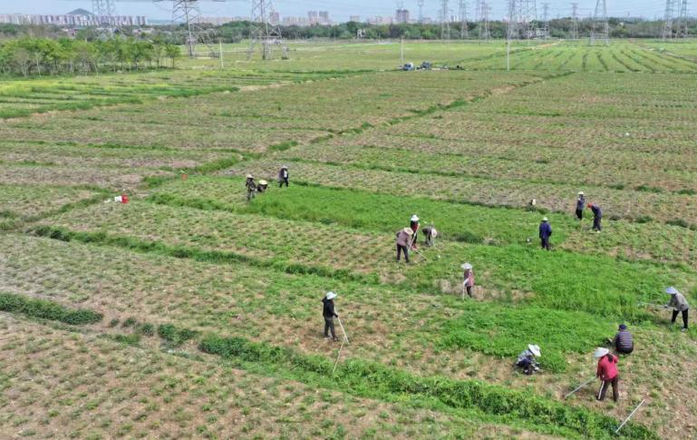 村民们在凤丹种植基地除草。金唐莹摄