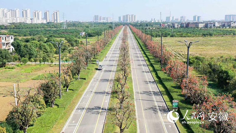 颍上縣道路兩旁的柿子樹。人民網記者 陳若天攝