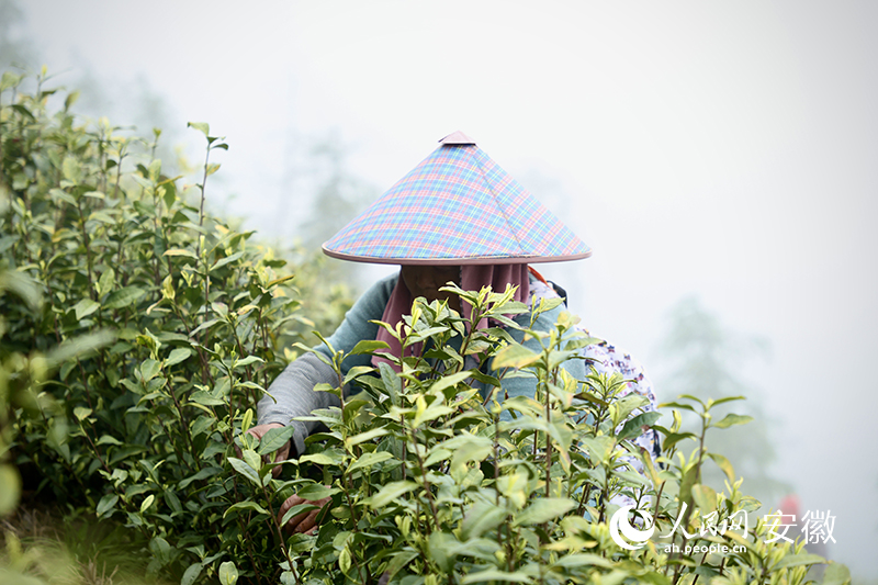 春到无为采茶忙。人民网记者 陶涛摄
