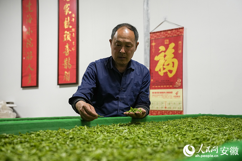 汪达海正在查看茶叶鲜叶的状态。人民网记者 王锐摄