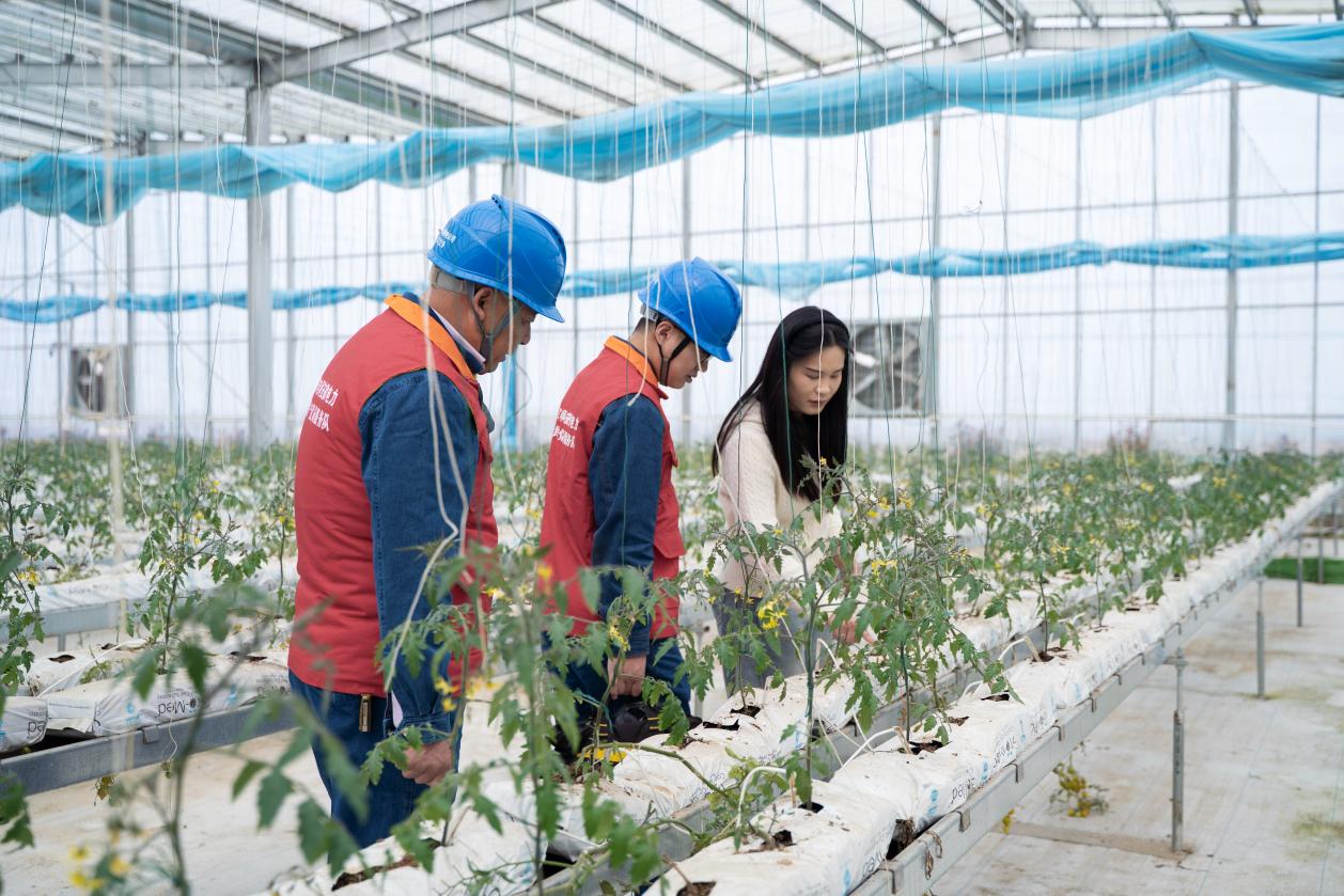 供電公司員工在智慧溫室走訪了解用戶用電需求。