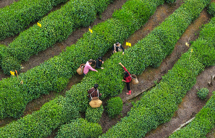 俯瞰茶农采茶。潘祯祥摄