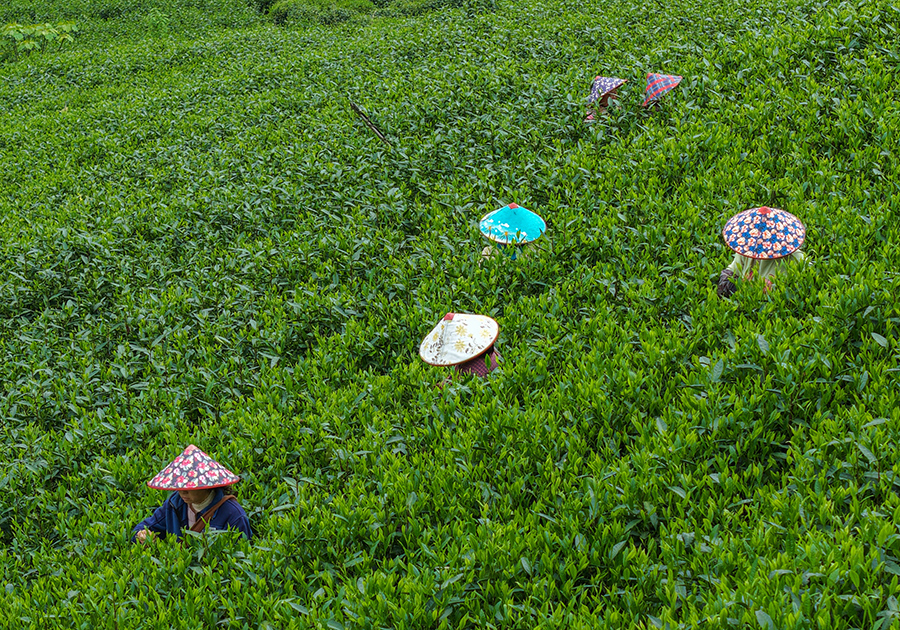 茶农们在茶树丛中穿梭采茶。潘祯祥摄
