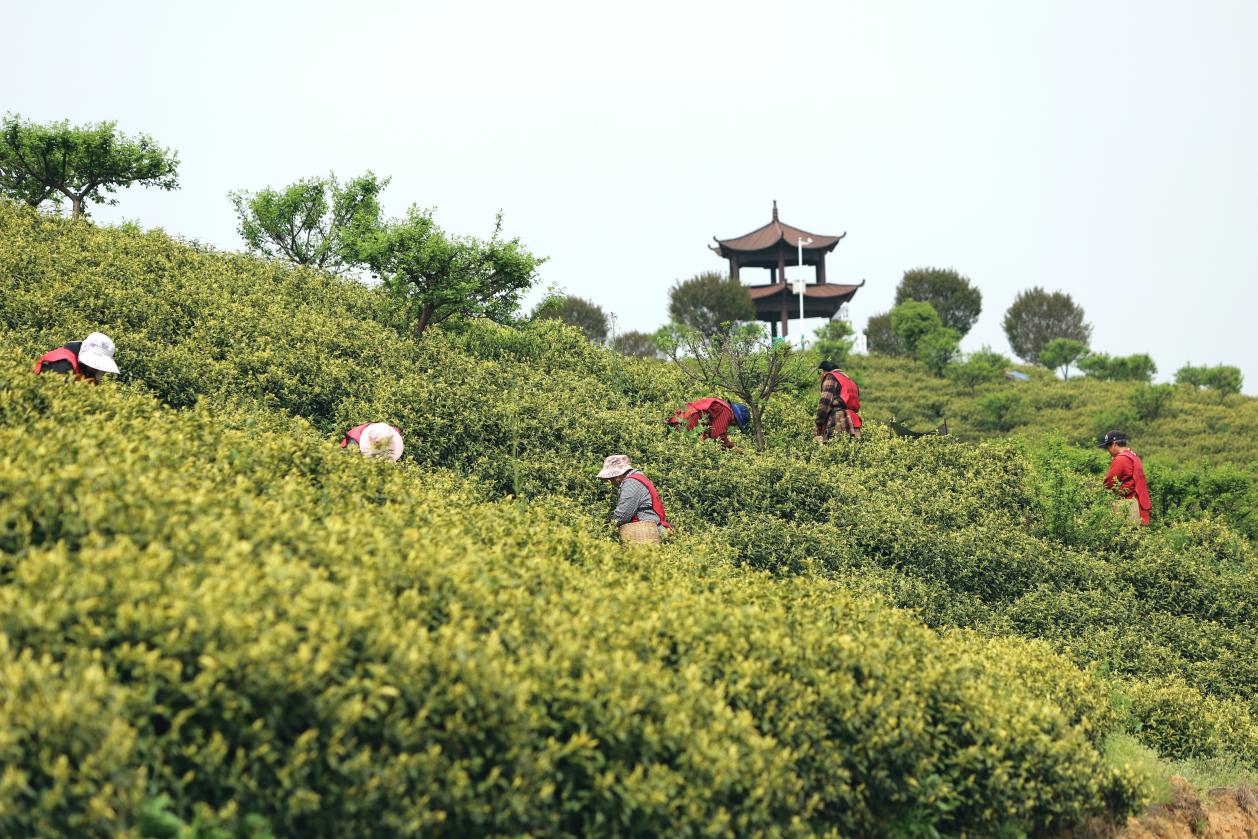 万春茶园。