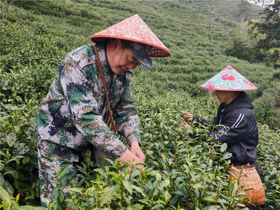 云雾山间采新绿。