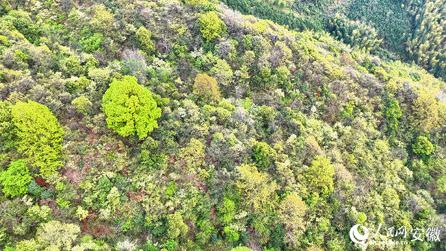 山林青翠，绿意盎然。人民网 郭昊摄