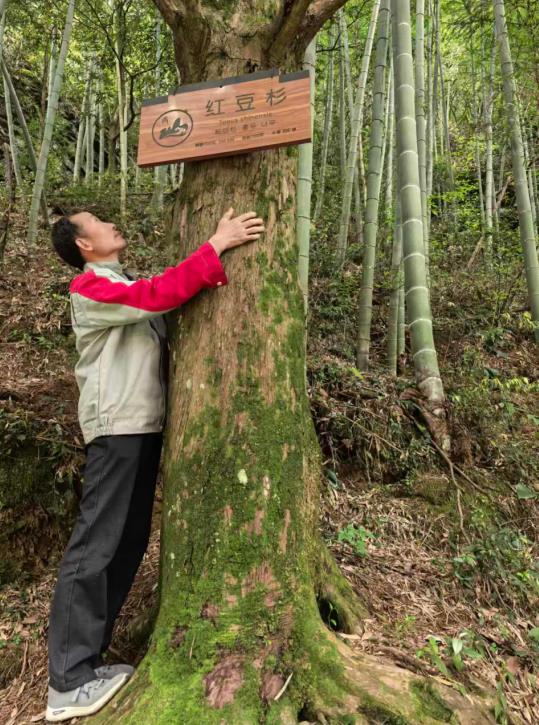 石台县大山村双坑组村民邓学毛察看红豆杉长势。