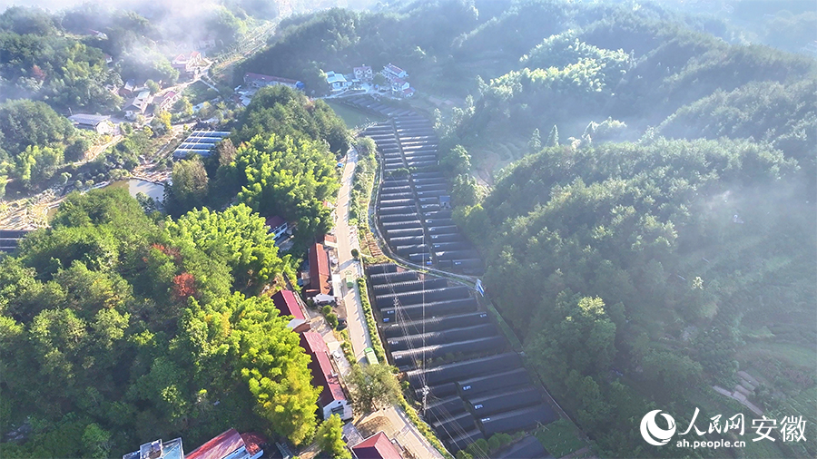 俯瞰霍山石斛种植基地。人民网 郭昊摄