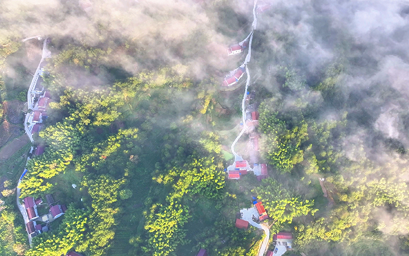 六安霍山：雲海入畫 石斛富民