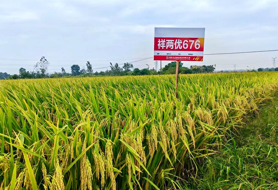 国投丰乐水稻品种“乐优966”“祥两优676”通过国家超级稻品种认定。