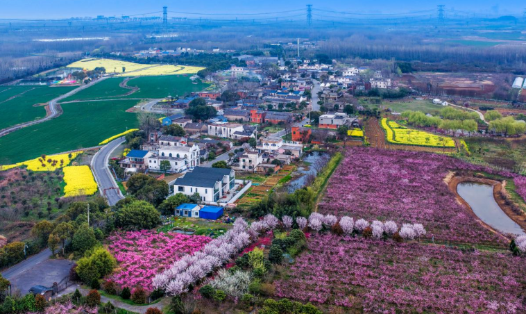 三十岗乡崔岗村春景。王牌 摄