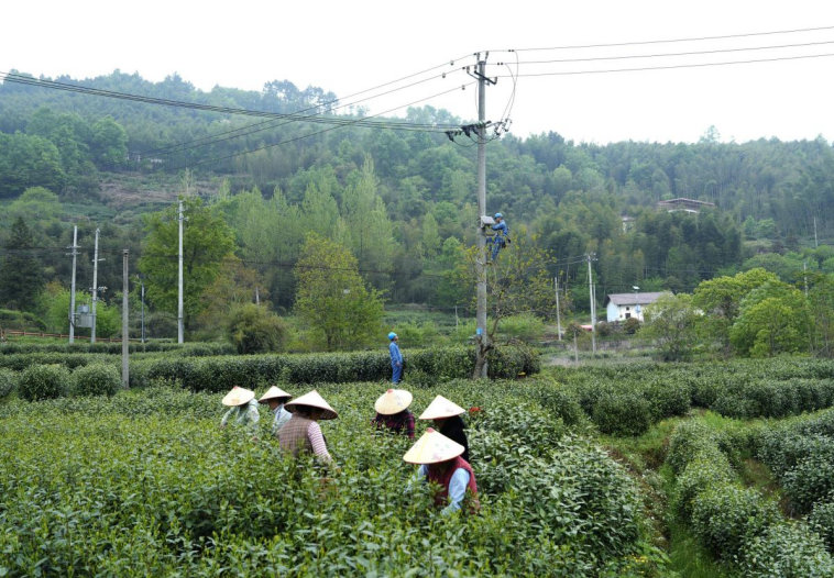 泾县供电公司员工在汀溪兰香茶产区巡检供电线路。章明摄