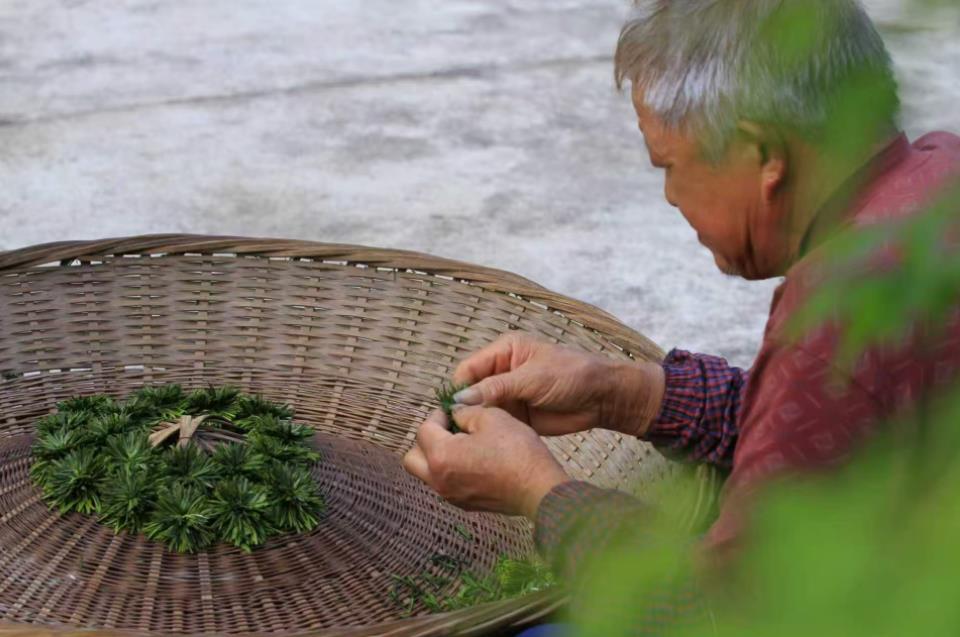 霍山墨菊。