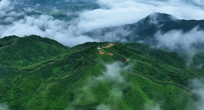 黄山区大洋湖茶园风光。戴剑摄