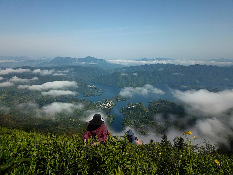 太平猴魁高山生态茶园。黄山区委宣传部提供