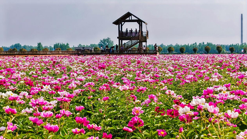 亳州芍药花已盛开。亳州市文旅局供图