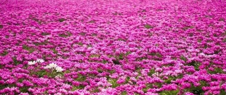 万亩芍花