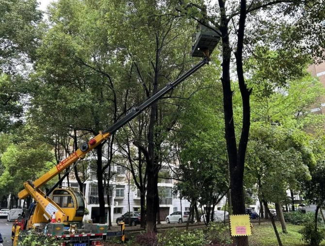 修建树枝