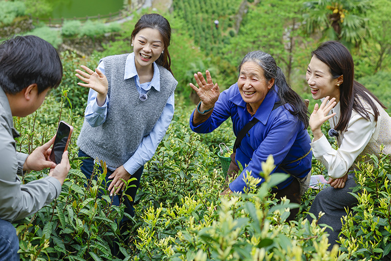 直播间把镜头架到了茶园。施亚磊摄