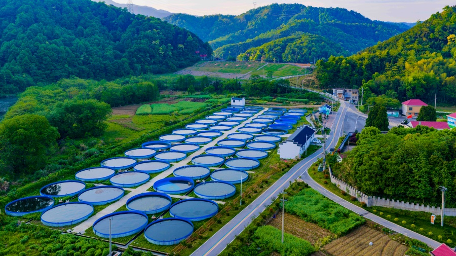 石斑鱼养殖成为强村富民的大产业。
