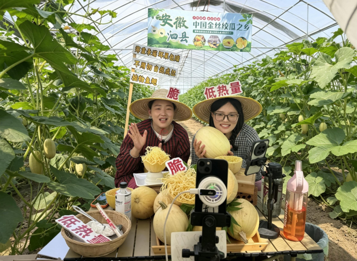 金絲絞瓜種植基地直播現場。王晨晨攝