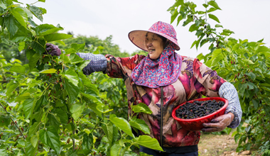 全椒：桑葚園裡採摘忙 “致富果”甜醉鄉村