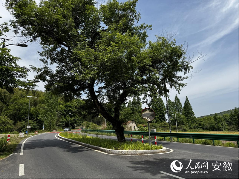 立在榔苏路中央的古树。人民网记者 胡雨松摄