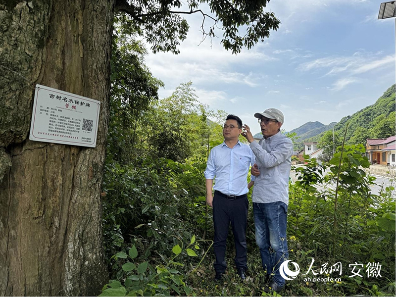 詹尚(左)查看苦槠树长势。人民网记者 胡雨松摄