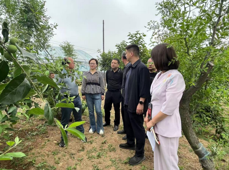 果树枝繁叶茂、长势喜人