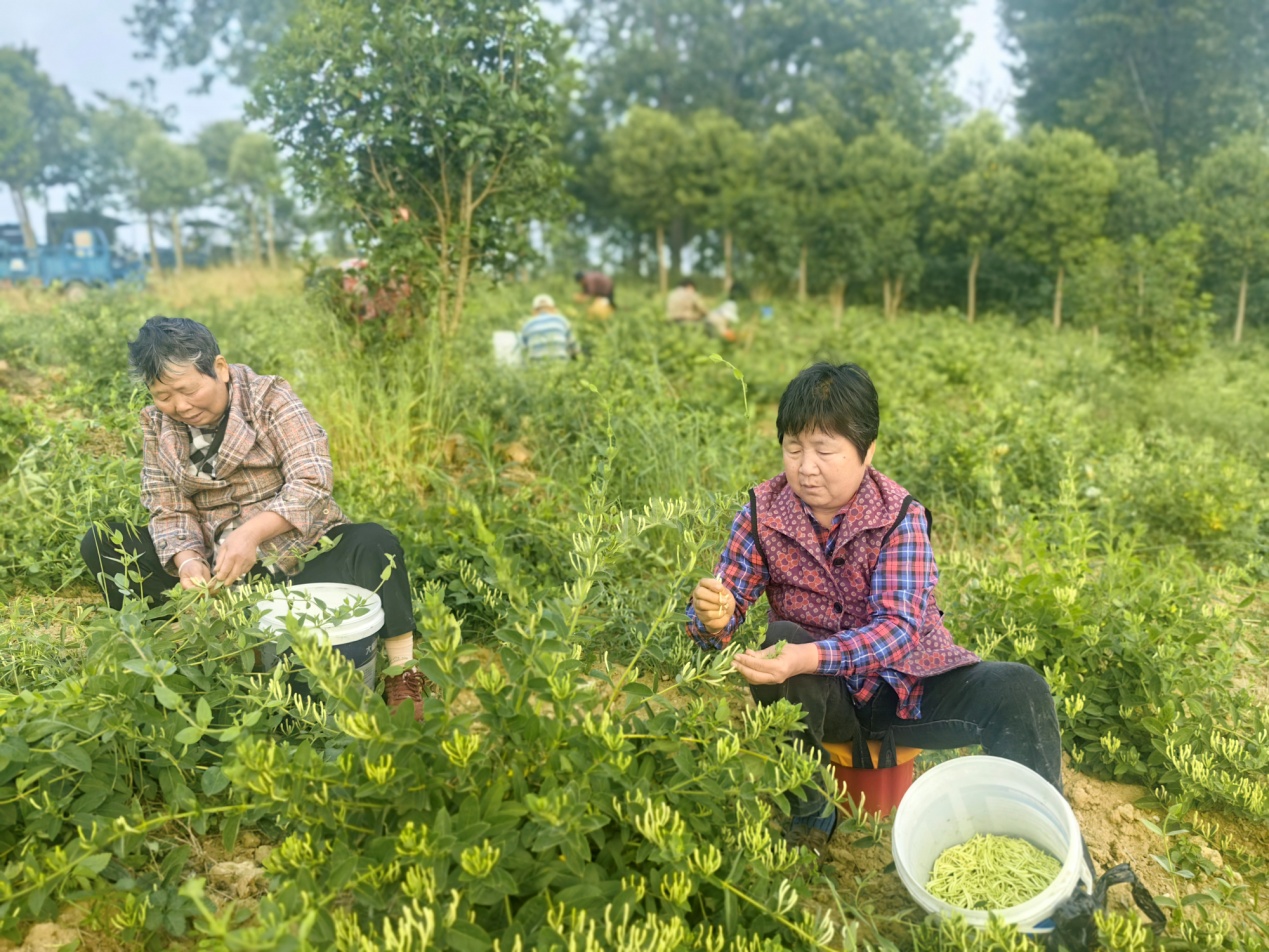 金銀花採摘現場。
