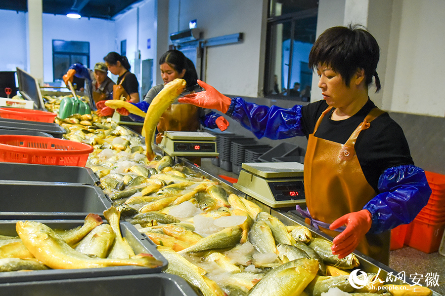 分揀台邊，工人們正在分揀大黃魚。人民網記者 李希蒙攝