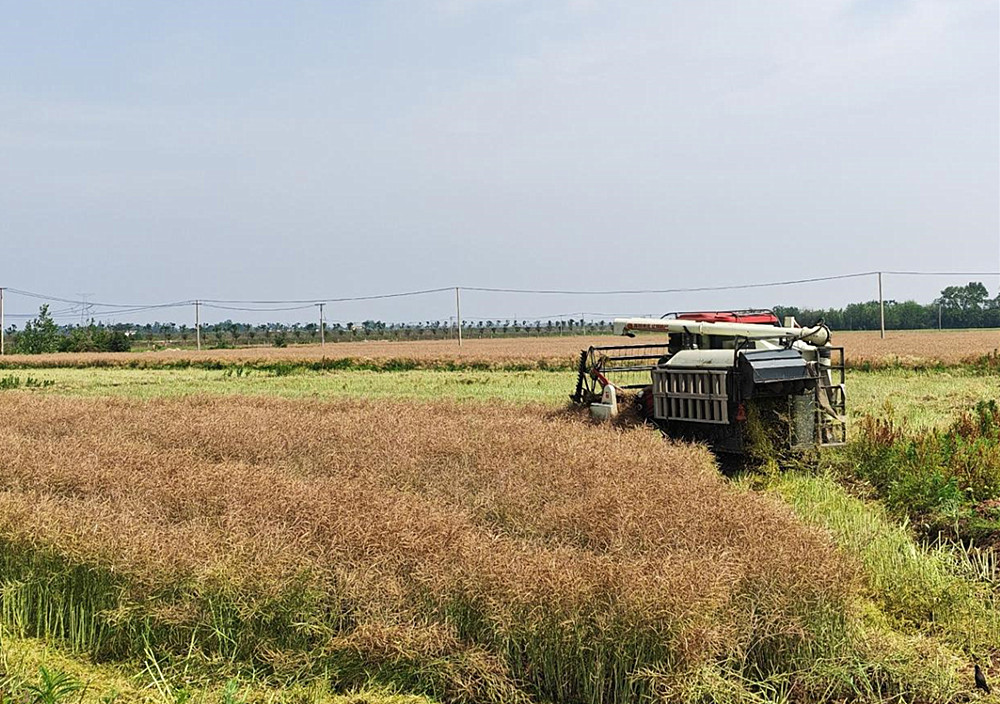 金地村油菜機收現場。